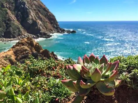 Coastal plants