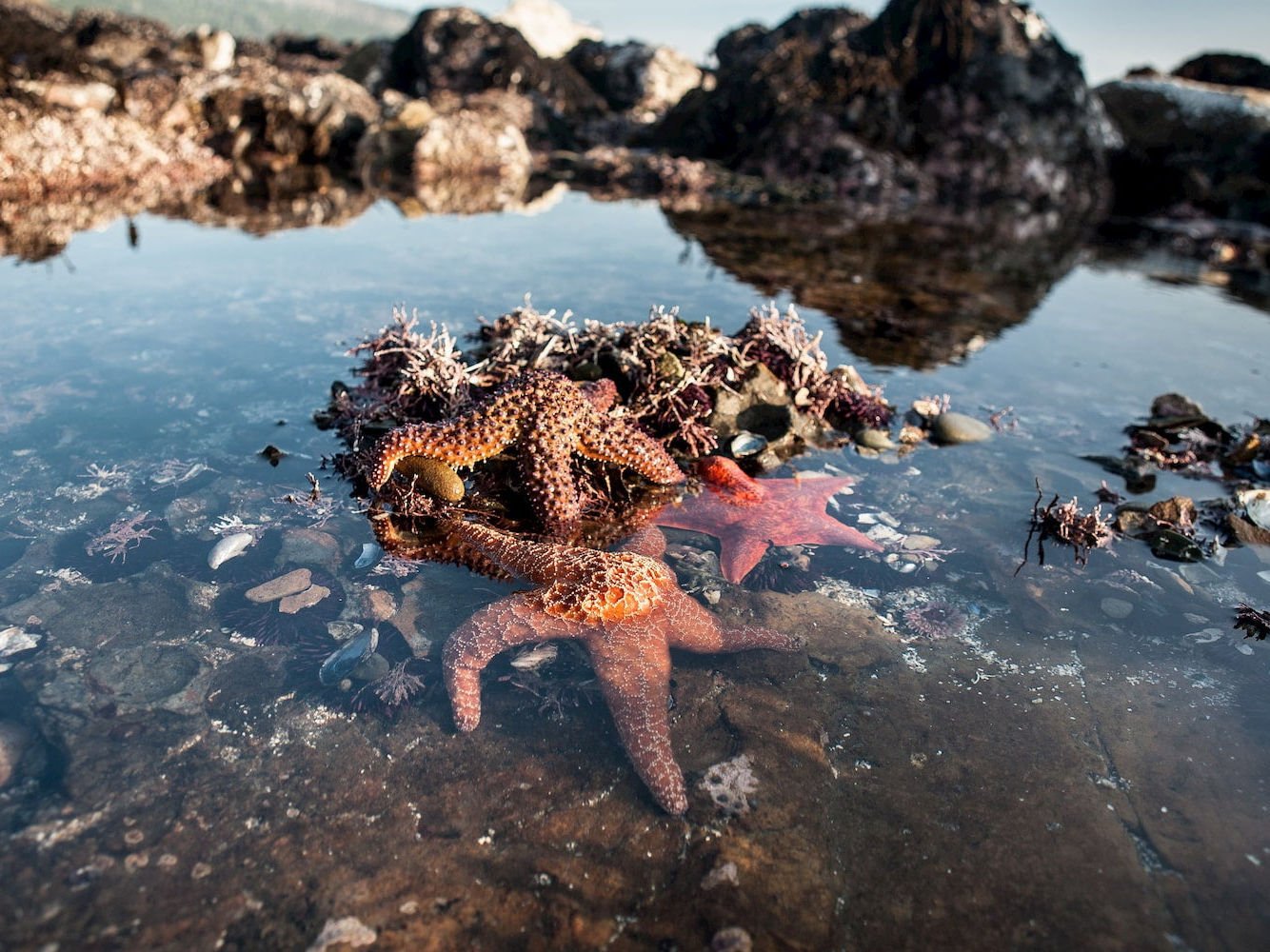 RockPools tile250