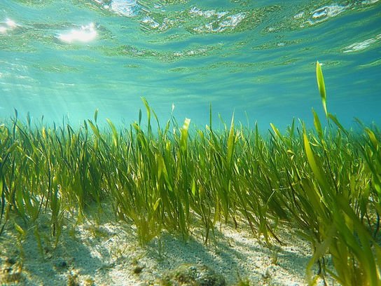SeaGrass DG Tile250